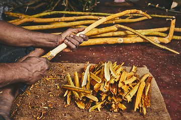 Image showing Production of the cinnamon sticks