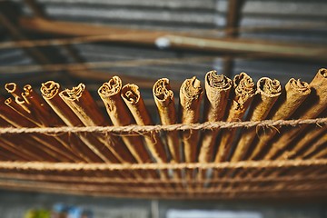 Image showing Drying of the cinnamon sticks