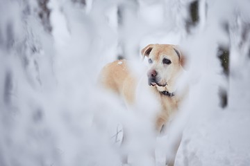 Image showing Dog in snow covered forest