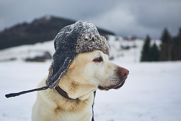 Image showing Funny portrait of dog with winter cap