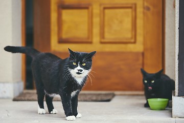 Image showing Cats in front of door of house