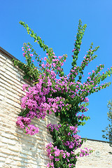 Image showing Bright colors of Mediterranean region