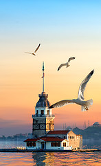 Image showing Maiden Tower and seagulls