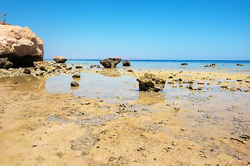 Image showing Coral reef Egypt