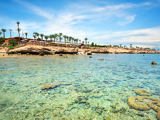 Image showing Coral reefs on the beach 