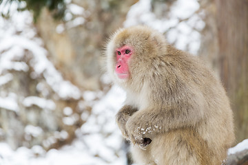 Image showing japanese macaque or snow monkey at jigokudan park