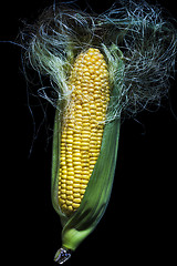 Image showing Maize cob 