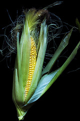 Image showing Maize cob 