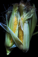 Image showing Maize cob 