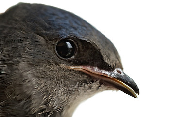 Image showing Baby Tree Swallow