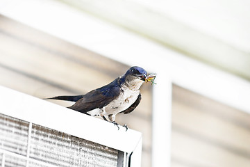 Image showing Bicolor swallow