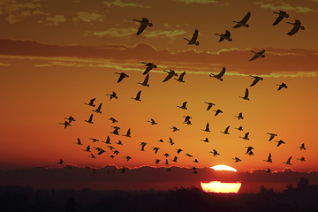 Image showing Canada Geese