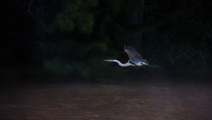 Image showing Blue heron 