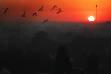 Image showing Dawn with geese in Temperley                                    