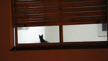 Image showing Kitten in the window 