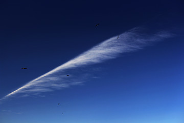 Image showing Swallows and Cloud        