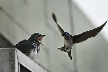 Image showing Bicolor swallow  