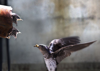 Image showing Swallow with chicks