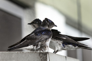 Image showing Bicolor swallow  