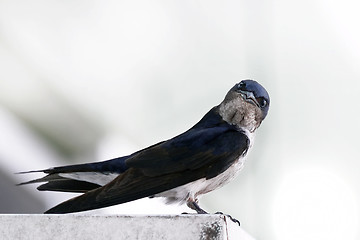 Image showing Bicolor swallow  