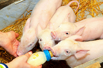 Image showing Bottle feed piglets