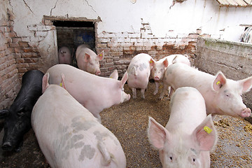 Image showing Animal farm