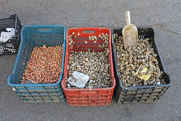 Image showing Snails Crates