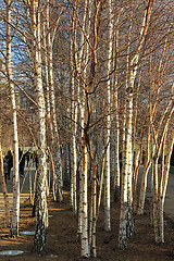 Image showing Birch Wood