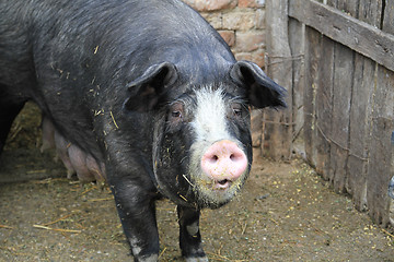 Image showing Black Pig