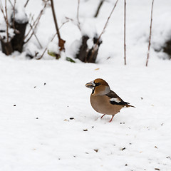 Image showing Beautiful Hawfinch on a snowy ground