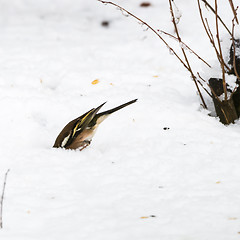 Image showing Chaffinch looking for food under the snow