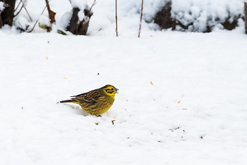 Image showing Yellow sparrow eating on a snowy ground