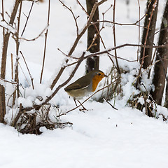 Image showing Robin bird on snowy ground