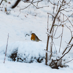 Image showing Little red Robin on a snowy ground