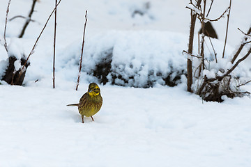 Image showing Yellow sparrow in winter season