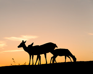 Image showing Group of Deer with beautiful sky