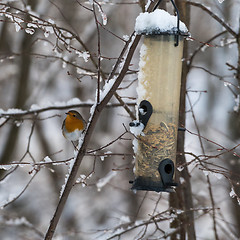 Image showing Songbird by a bird feeder