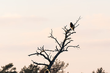 Image showing Bird of prey in a tree top