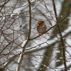 Image showing Colorful Hawfinch bird in a tree by wintertime