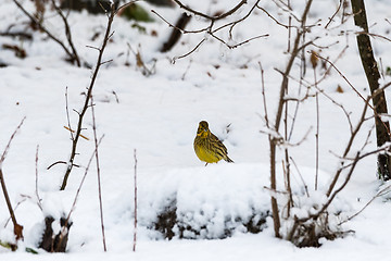 Image showing Yellow sparrow on a snowy ground