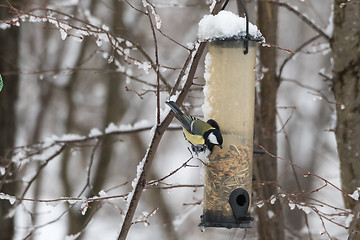 Image showing Great Tit by a bird feeder