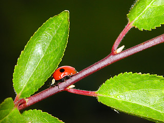 Image showing Ladybird