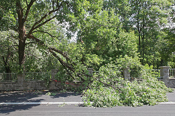 Image showing Tree Branch Damage