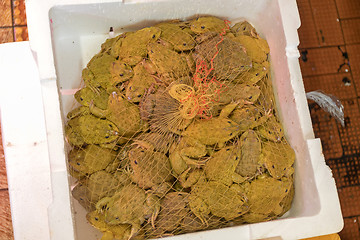 Image showing Frogs in Box