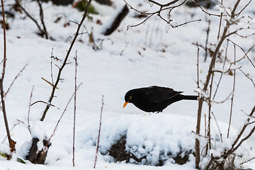 Image showing Blackbird on a snowy ground