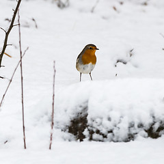 Image showing Red Robin in winter season