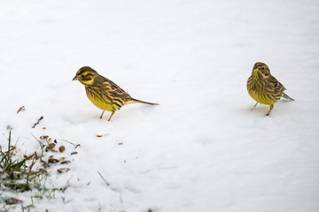 Image showing Sparrows on a snowy ground