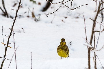 Image showing Winterbird, male Yellowhammer