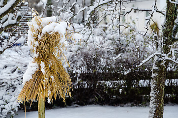 Image showing Traditional sheaf of oats in a garden