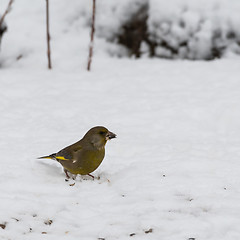 Image showing Greenfich bird finding food on the ground